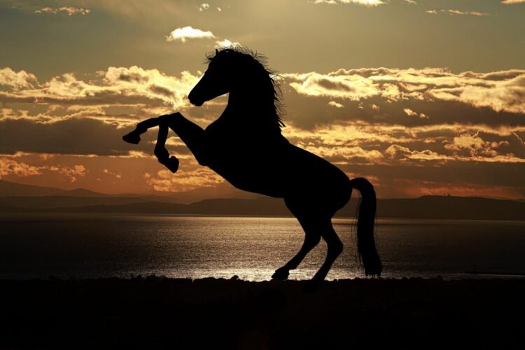 Sixteen Hands Horse at Sunset